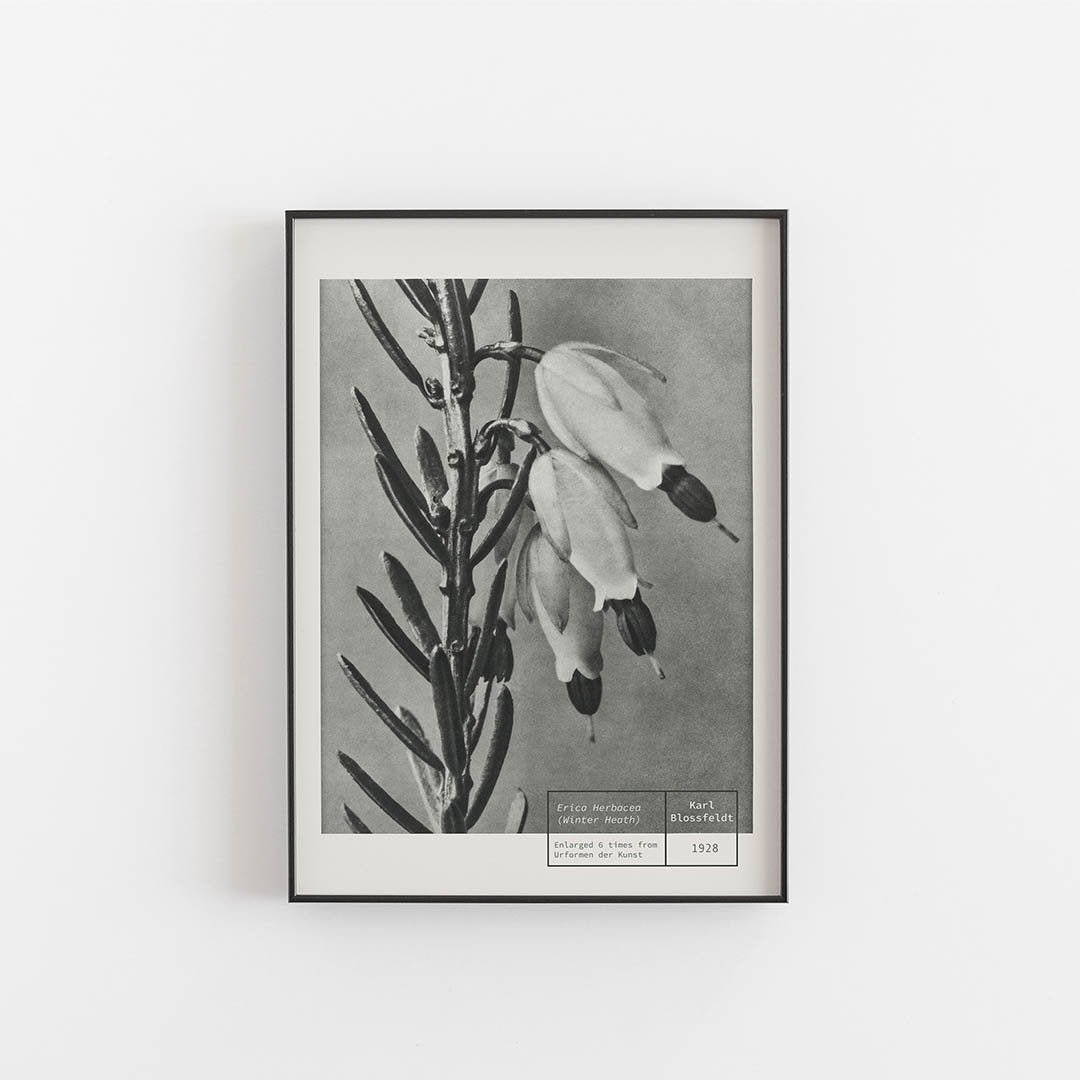 Winter Heart - Karl Blossfeldt