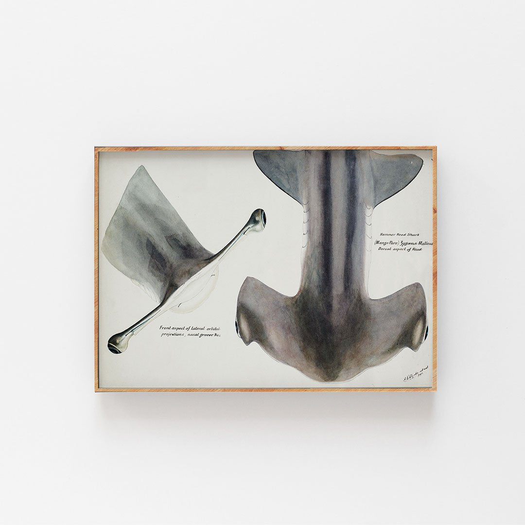 Hammar Head Shark
